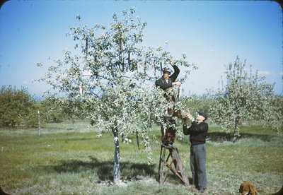 018 811 paul smith + frank coon harvesting pickerel 5-13-41.jpg