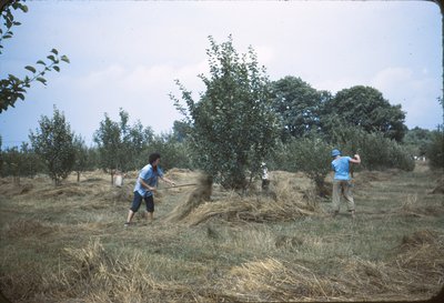 020 1613 mulching young trees 7-12-43.jpg