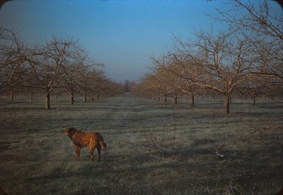 045 2167 frost in mcintosh block 4-7-45.jpg
