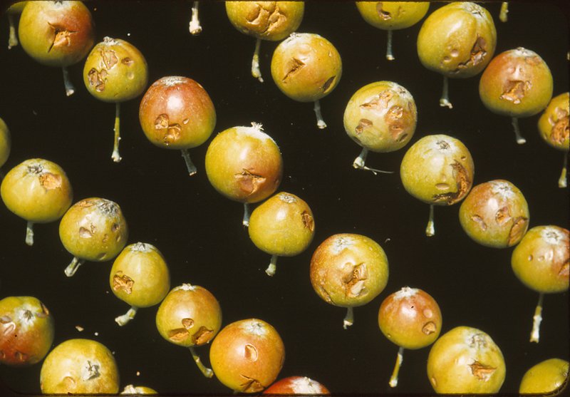 Hail damage to Losee Farm