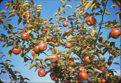 054 511 ripe mcintosh 9-14-40.jpg