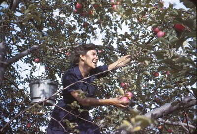 062 1673 pearl silverman picks apples 9-14-43.jpg