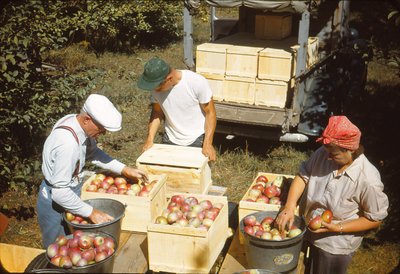 067 3000a packing cortlands in young orch 9-27-48.jpg