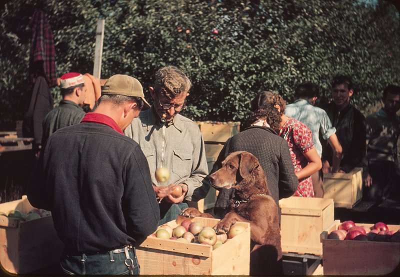 Packing apples on the Losee Farm