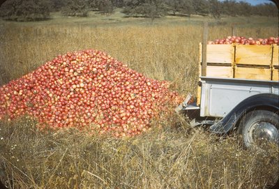 071 1452 mcintosh culls 10-12-42.jpg
