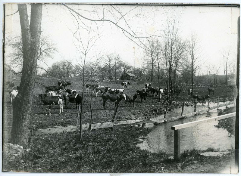 Cows at the Fraleigh Farm