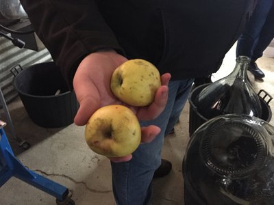 MP Orchards 3