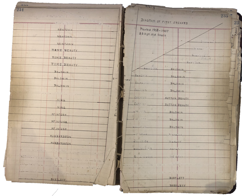Diagram of Harvey Losee's Orchards, planted 1905-07