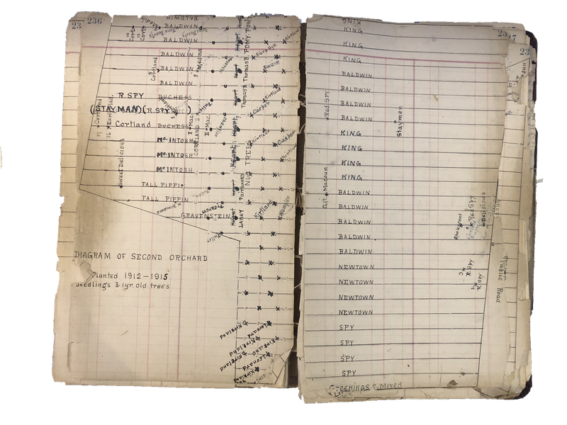 Diagram of Harvey Losee's Orchards, planted in 1912-15