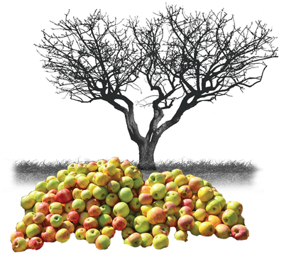 Cider Process - Step 1