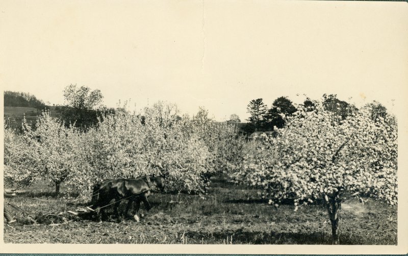 Teator Farm, showing a horse and plow tilling the orchards
