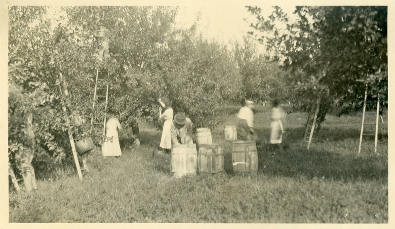 Apple picking at the Teator Farm, ca. 1920s