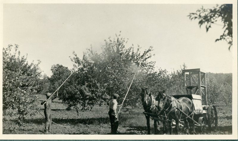 Spraying apples, WS Teator Farm, arsenic of lead, lime sulphur or nicotine sulfate