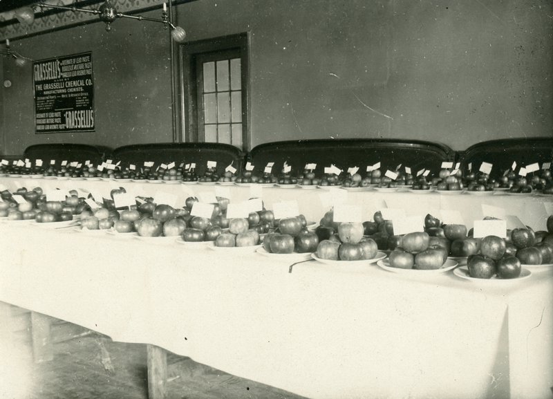 A display of apples likely at a fair by Teator
