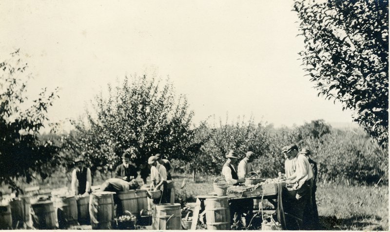 Packing McIntosh apples at the Teator Farm, 1915