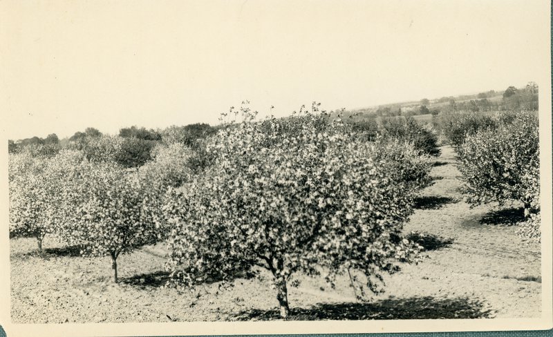 Teator Orchard showing several Rome Beauty apple trees