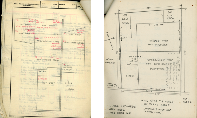 Plans of spraying locations on the Losee orchards and where dwarf stock would be planted